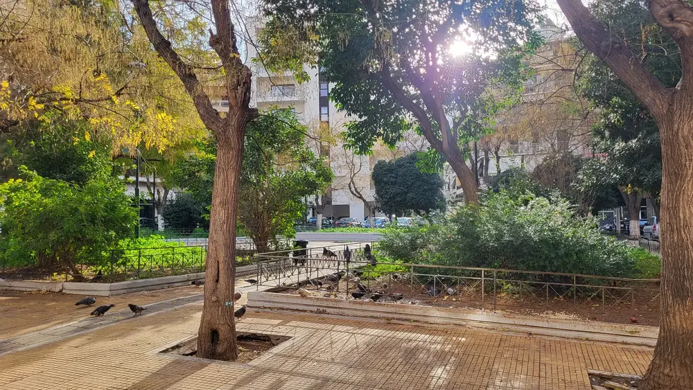 Existing square in Athens with worn paving, fenced planting beds and pigeons, apartment buildings behind.