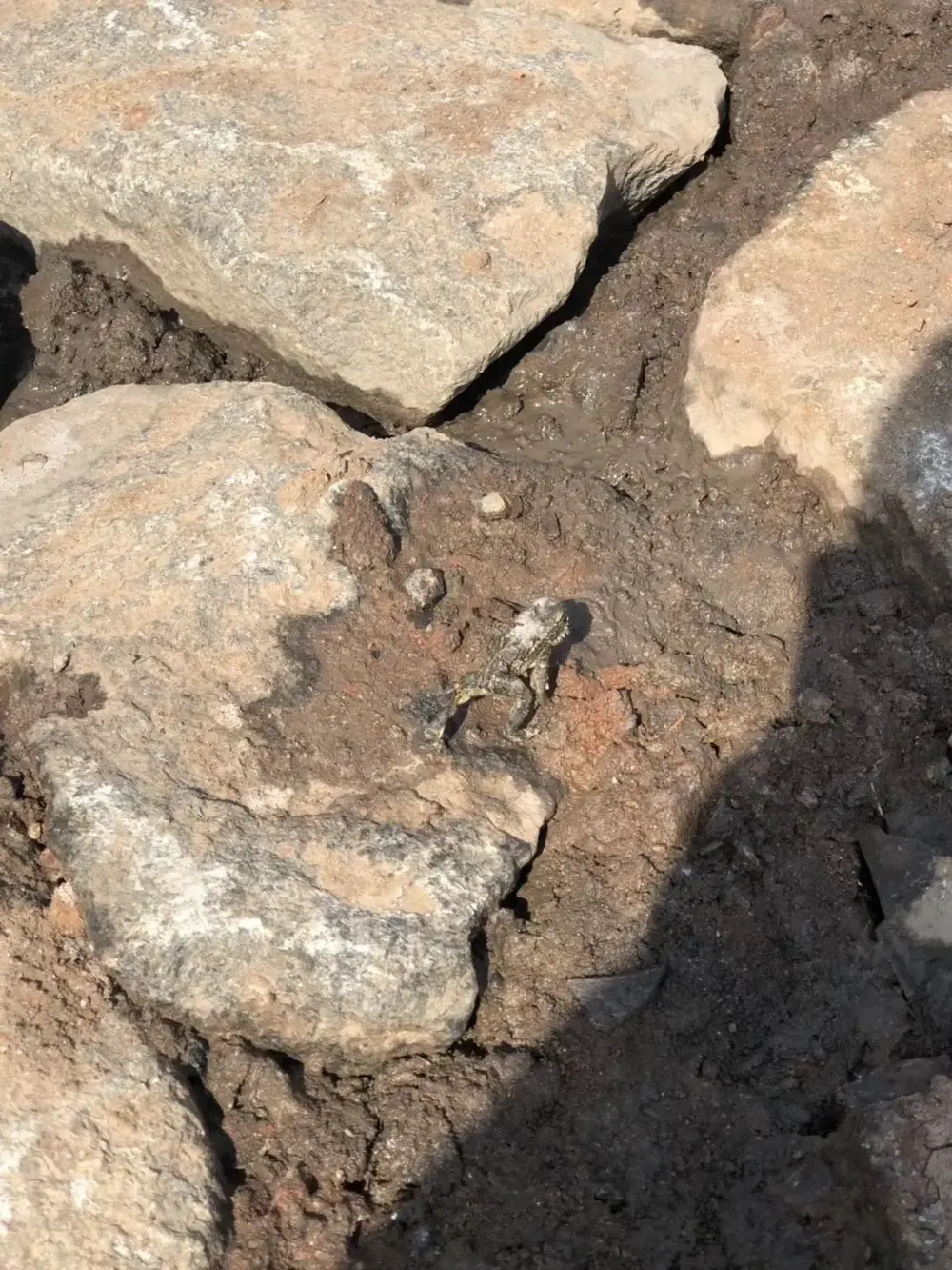 Kleiner Frosch auf Schlamm zwischen großen Steinen eines neu gebauten Ufers.