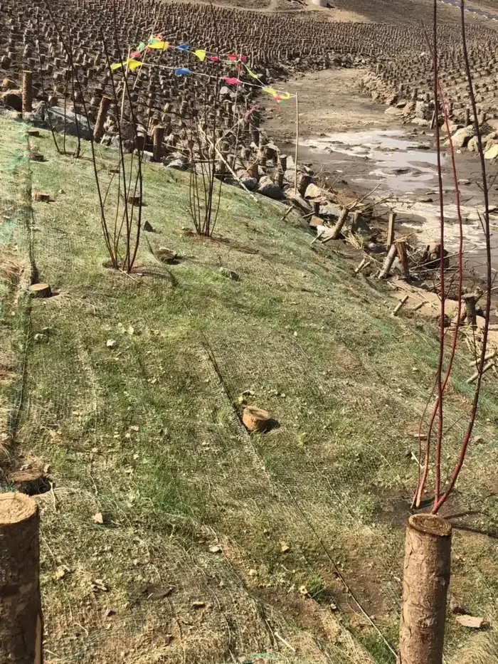 Gras wächst durch ein Kokosnetz an einer Uferböschung, dazwischen rotstämmige Strauchstecklinge und Holzpfosten.