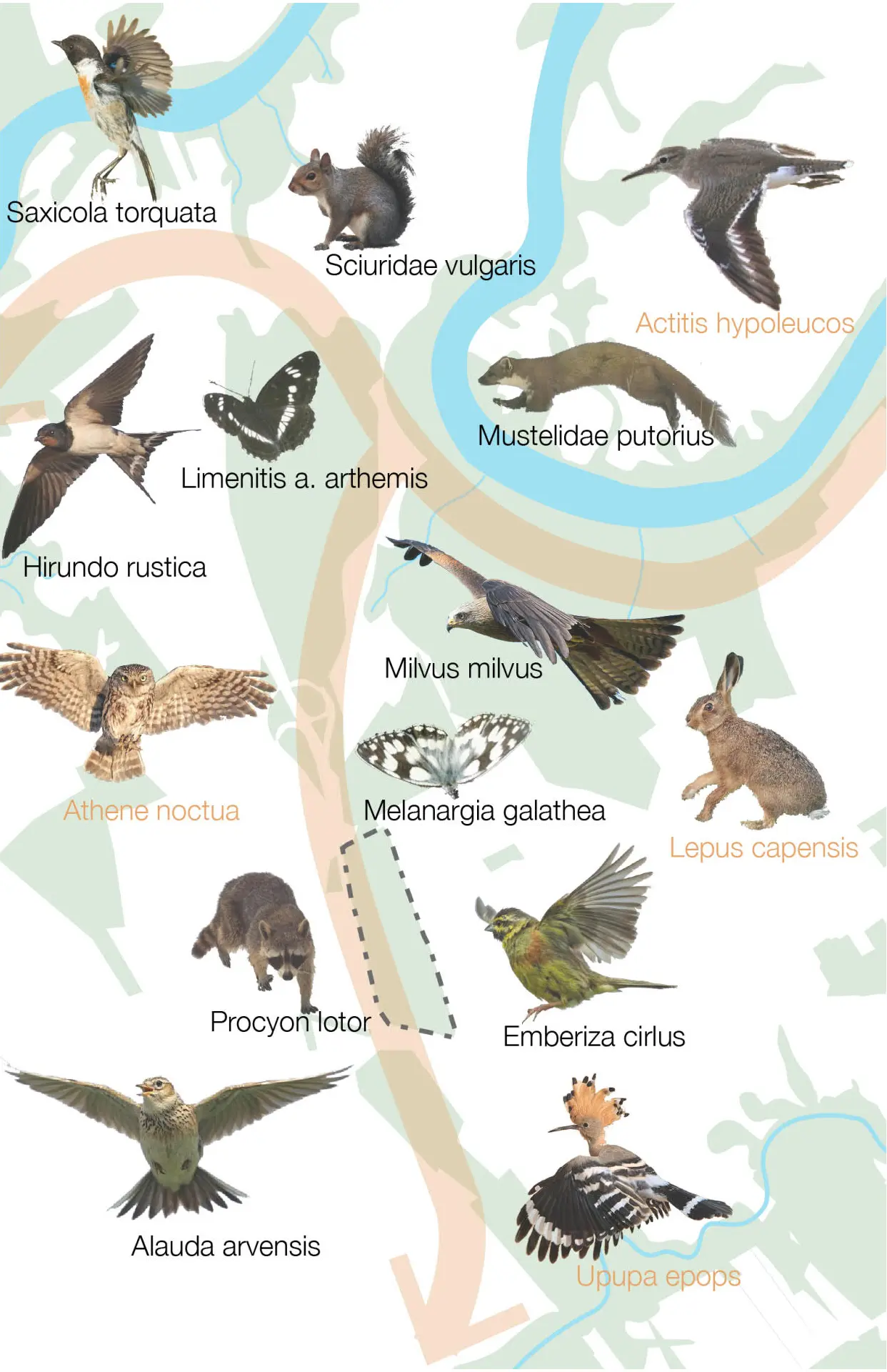 Diagramme d'oiseaux, de mammifères et de papillons avec leurs noms latins, sur une carte estompée des corridors écologiques.