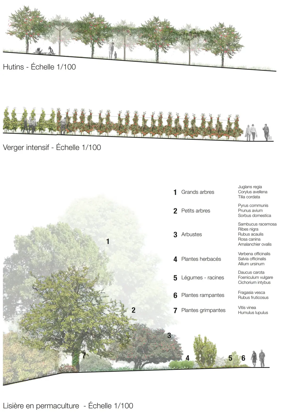Élévations en coupe de rangées d'arbres fruitiers, d'un verger intensif palissé et d'une lisière de permaculture à sept strates de plantation numérotées, avec listes d'espèces.